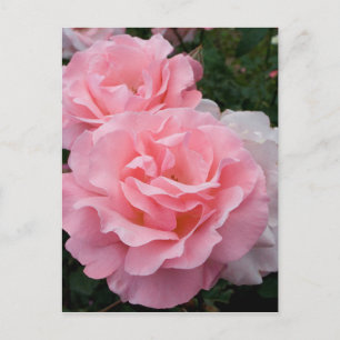 Elégante carte postale moderne rose Roses