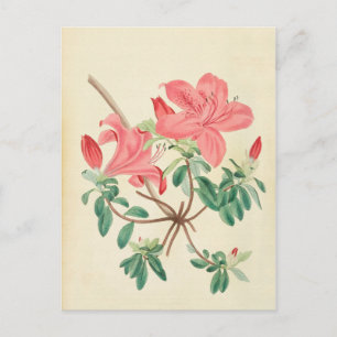 Elégante carte postale Vintage rose