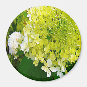 Elegante Chartreuse Groen Limelight Hortensia Magneet