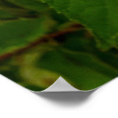Elegante Chartreuse Groen Limelight Hydrangea Poster (Hoek)