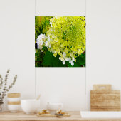 Elegante Chartreuse Groen Limelight Hydrangea Poster (Keuken)