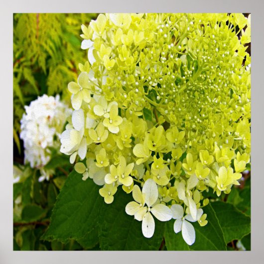 Elegante Chartreuse Groen Limelight Hydrangea Poster (Voorkant)