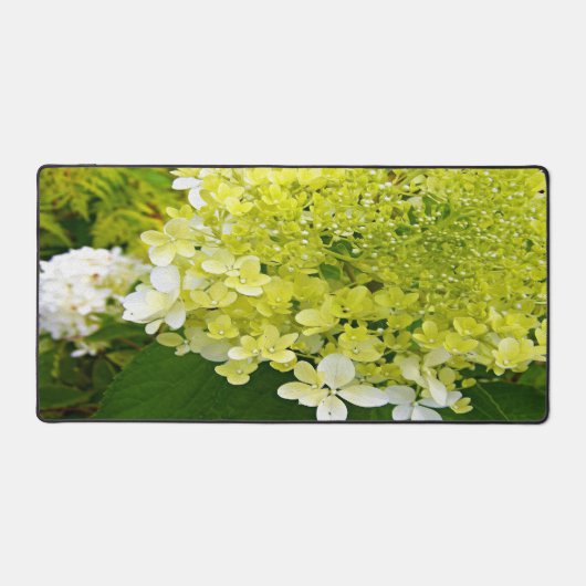 Élégante Chartreuse Vert Limelight Hydrangea (Recto)