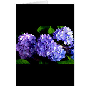 Elegante diep paarse bloemen hortensia