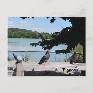 Elegante Duiven Briefkaart