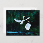 Elegante Egrets in Dance Briefkaart (Voorkant / Achterkant)
