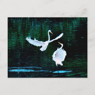 Elegante Egrets in Dance Briefkaart