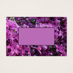 Élégante floraison de magenta violet profond fleur