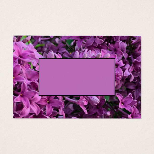 Élégante floraison de magenta violet profond fleur (Devant)