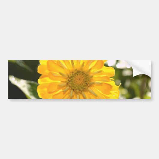 Elegante gele bloemen daisy bumpersticker (Voorkant)