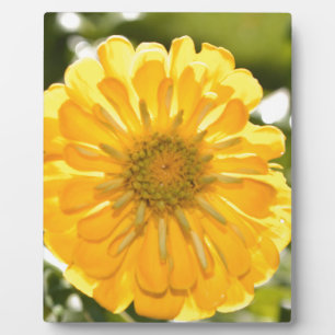 Elegante gele bloemen daisy fotoplaat