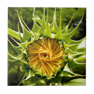 Elegante gele zonnebloem foto tegeltje