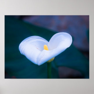 Elegante Hartvormige Witte Calla Lily Poster