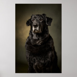 Elegante honden silhouet poster