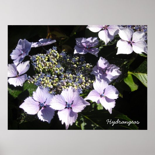 Elegante Hydrangea's Poster (Voorkant)
