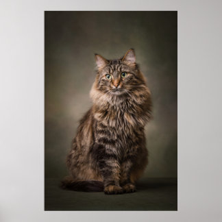Elegante kat studioportret poster