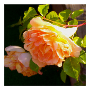 Elegante klassieke oranje perzik rozen floral perfect poster