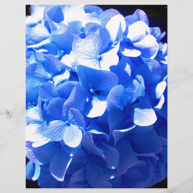 Elegante Kobalt blauwe bloemen elegante hortensia' (Voorkant)