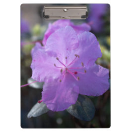 elegante,  lente paarse azalea bloemen. klembord