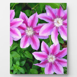 Elegante lichtroze paarse bloemen Boho Botanical Fotoplaat