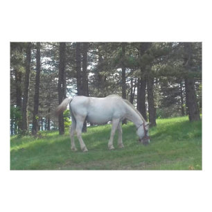 Elegante Mooie Witte Paard Originele Kunst Foto Afdruk