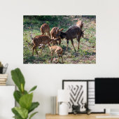 Elegante Nyala Antilope in Afrika Poster (Thuiskantoor)