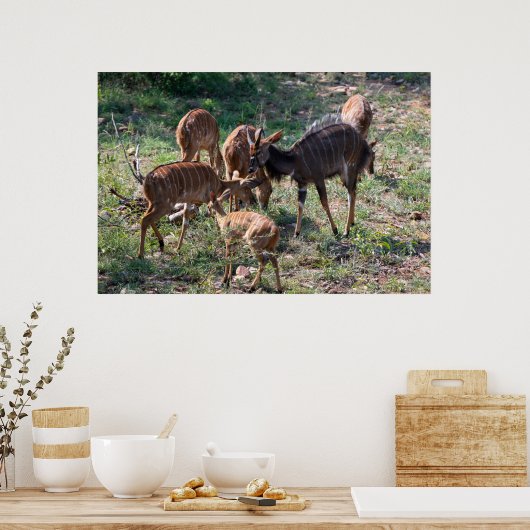 Elegante Nyala Antilope in Afrika Poster (Keuken)