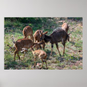 Elegante Nyala Antilope in Afrika Poster (Voorkant)
