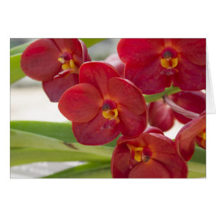 Elégante Orchidée Rouge Photo