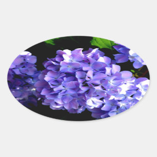 Elegante paarse bloemenblauwe paarse hortensia's ovale sticker