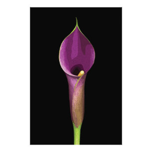 Elegante Paarse Calla Lelie Illustratie Foto Afdruk