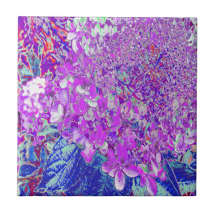 Elegante paarse en blauwe Limelight Hortensia Tegeltje