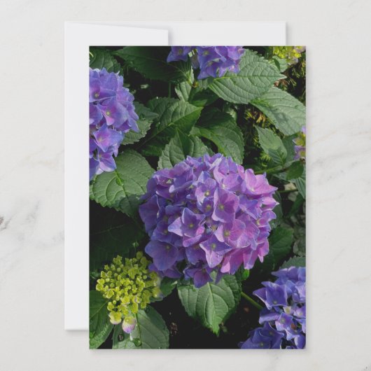 Elegante paarse roze bloemenhortensia vrijgezellen kaart (Achterkant)