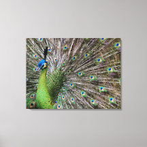 Elegante Pauw Vogel en Veerkunst