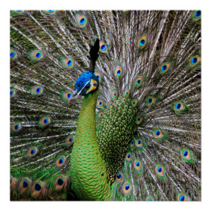 Elegante Pauw Vogel en Veerkunst Perfect Poster