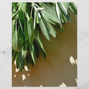 Élégante plante verte feuille herbes fraîches coup