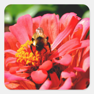Elegante rode koraal bloemenschattige hommel vierkante sticker
