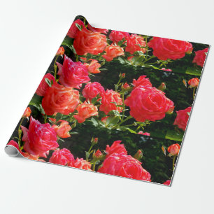Elegante rode sinaasappel koraal rozen roos tuin cadeaupapier