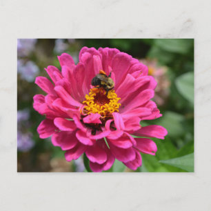 Elegante roze bloemige chrysanthemum madeliefje ho briefkaart