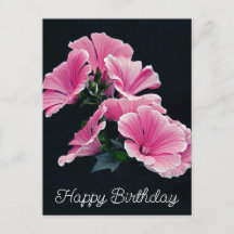 Elegante Roze Hollyhock Kaasjeskruid Malva Bloem
