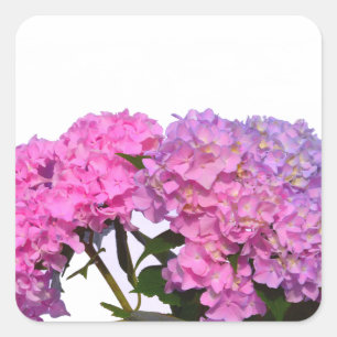 Elegante roze paarse bloemblaadjes hortensia's vierkante sticker