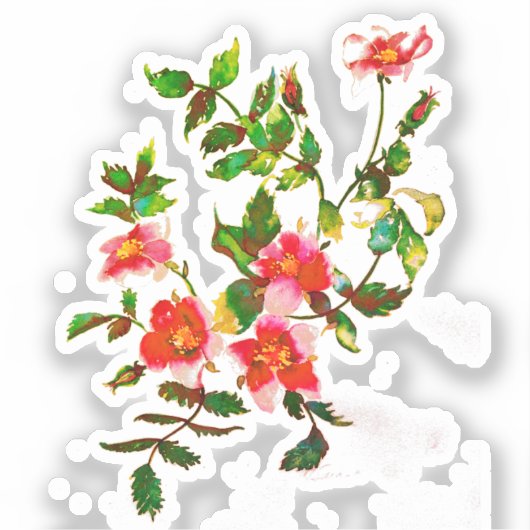 Elegante roze perzikkleurige waterverf Rozen Sticker (Voorkant)