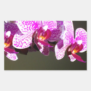 Elegante roze tropische bloemen orchideeën rechthoekige sticker