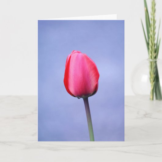 Elegante Roze Tulp Lavendel Achtergrond Blank Kaart (Voorkant)