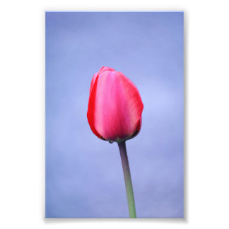 Elegante roze tulp met lavendelkleurige achtergron foto afdruk