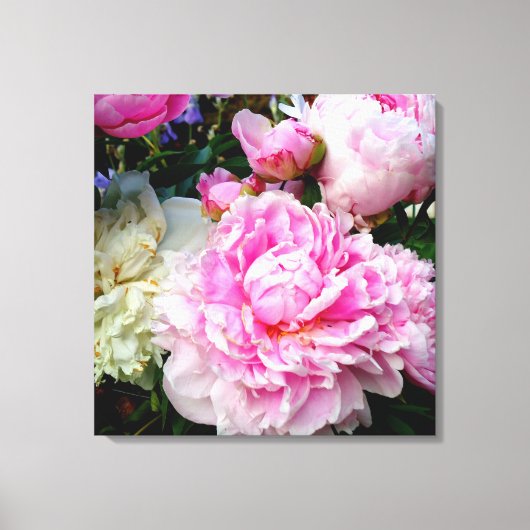 Elegante roze witte pioen bloementuin foto canvas afdruk (Voorkant)