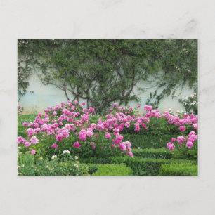 Elegante Rozen Briefkaart