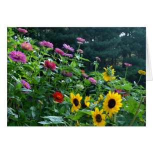 Elegante tuin zonnebloem, madeliefjes, kosmos