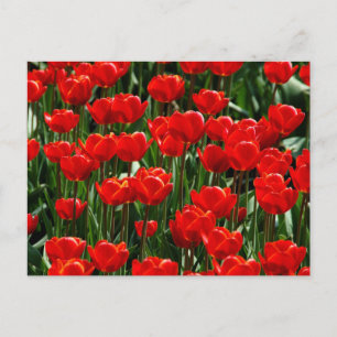 Elegante Tulp en Roos Bloemige Bloemen Fotografie Briefkaart