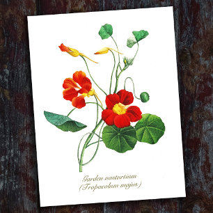 Elegante Vintage Botanische Bloemen Nasturtium Briefkaart